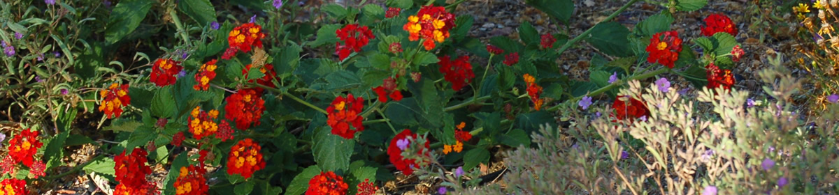 Desert Meadows 3